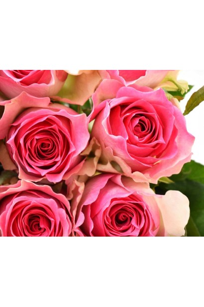 Hybrid tea rose Malibu